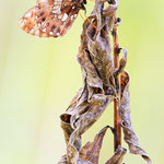 Magerrasen-Perlmutterfalter (Boloria dia)