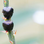 Coptosoma scutellatum (Kugelwanze)