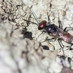 Wanzenjäger (Astata sp.)