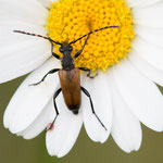 Fleckenhörniger Halsbock (Paracorymbia maculicornis)
