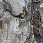 Noctua pronuba (Hausmutter)