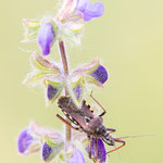 Rhynocoris erythropus (Mediterrane Mordwanze)