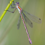 Lestes sponsa (Gemeine Binsenjungfer)