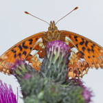 Hochmoor-Perlmuttfalter (Boloria aquilonaris)