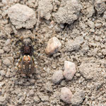 Arctosa perita (Bunter Sandwühlwolf)