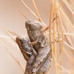 Kleine Knarrschrecke (Pezotettix giornae)