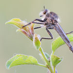 Schlichte Raubfliege (Machimus rusticus)