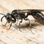Stielgrabwespen (Psenulus sp.)