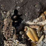 Coranus griseus