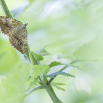 Camptogramma bilineata (Ockergelber Blattspanner)