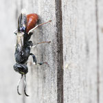 Orussus abietinus