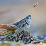 Rote Keulenschrecke (Gomphocerippus rufus)