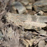Oedipoda coerulea