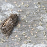Thalpophila matura (Gelbflügel-Raseneule)