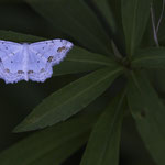 Scopula ornata (Schmuck-Kleinspanner)