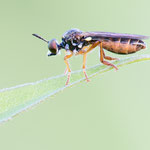 Dioctria lateralis (Gefleckte Habichtsfliege)