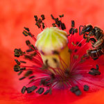 Lasioglossum sp. (Furchenbiene)