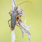 Variabler Stubbenbock (Stenocorus meridianus)