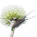 Agapanthia asphodeli