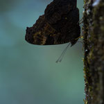 Tagpfauenauge (Aglais io)