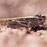 Europäische Wanderheuschrecke (Locusta migratoria)