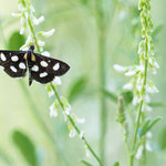 Anania funebris (Schwarzweißer Fleckenzünsler)
