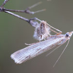 Agriphila inquinatella (Magerrasen-Graszünsler)