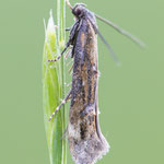 Mompha idaei (Großer Weidenröschen-Fransenfalter)