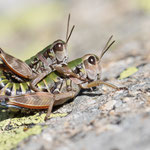 Cophopodisma pyrenaea