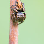Evarcha arcuata (Dunkler Sichelspringer)