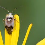 Lygus gemellatus (Beifuß-Weichwanze)