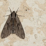 Sphinx pinastri (Kiefern-Schwärmer)