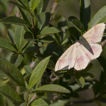 Rhodostrophia vibicaria (Rotbandspanner)