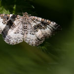 Epirrhoe rivata (Weißbinden-Labkrautspanner)
