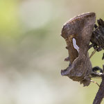 Macdunnoughia confusa (Schafgarben-Silbereule)