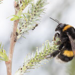 Bombus terrestris (Dunkle Erdhummel)