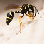 Eumenes sp. (Töpferwespe)