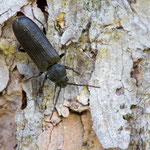 Düsterbock (Asemum striatum)