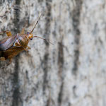 Deraeocoris flavilinea (Italienische Halsringweichwanze)