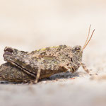 Langfühler-Dornschrecke (Tetrix tenuicornis)