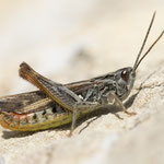 Verkannter Grashüpfer (Chorthippus mollis)