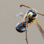 Odynerus melanocephalus