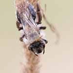 Andrena vaga (Weiden-Sandbiene)