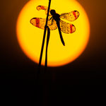 Sympetrum pedemontanum (Gebänderte Heidelibelle)
