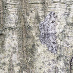 Peribatodes rhomboidaria (Rauten-Rindenspanner)