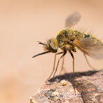 Bombylisoma sp.