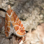 Rhyacionia pinicolana