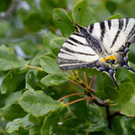 Segelfalter (Iphiclides podalirius)
