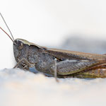 Steppengrashüpfer (Chorthippus vagans)