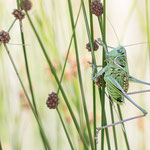 Kurzflügelige Heideschrecke (Gampsocleis abbreviata)